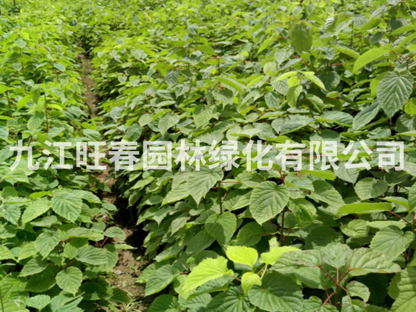 珙桐 